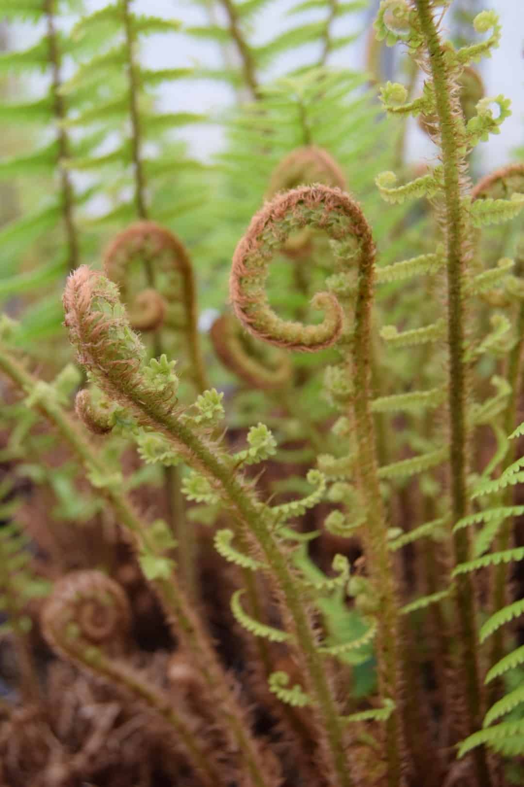 Dryopteris affinis